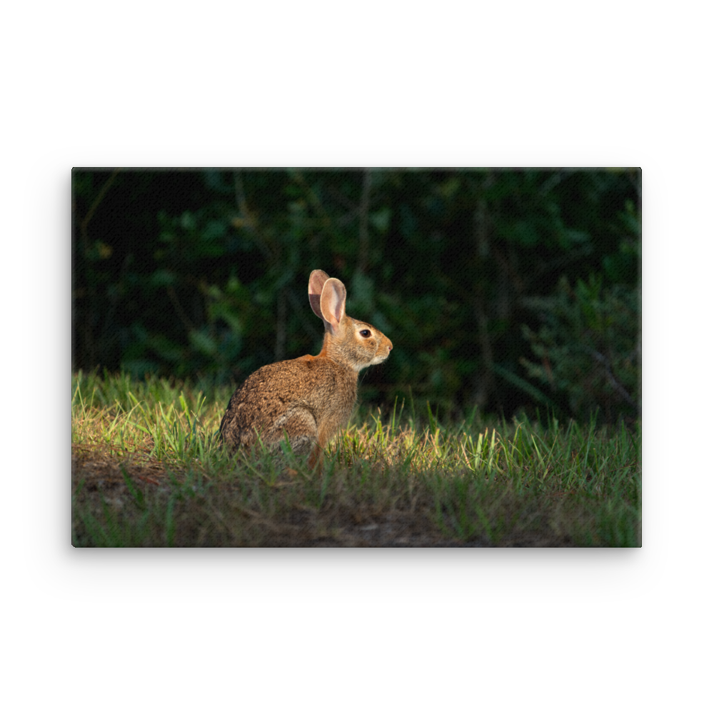 "Rabbit Sunshine" Thin canvas