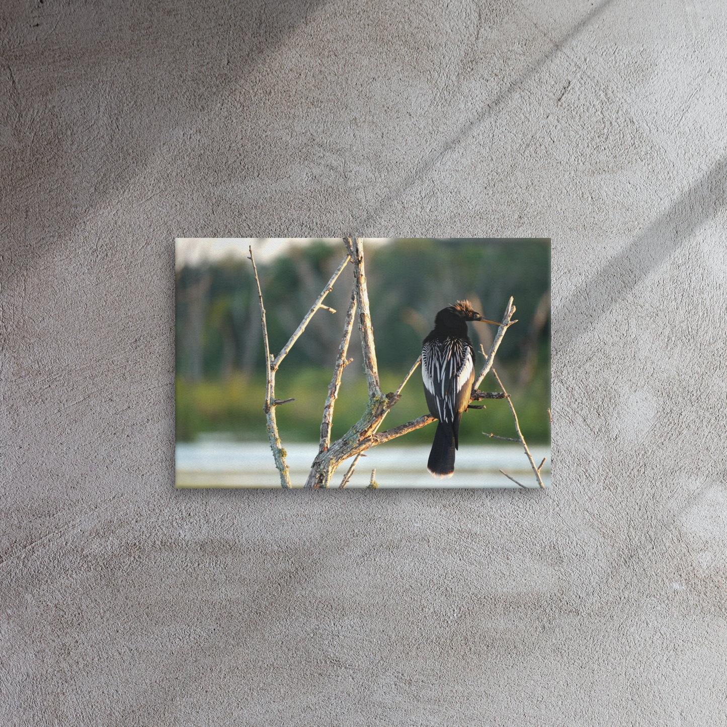 "Anhinga Morning Light" Thin canvas