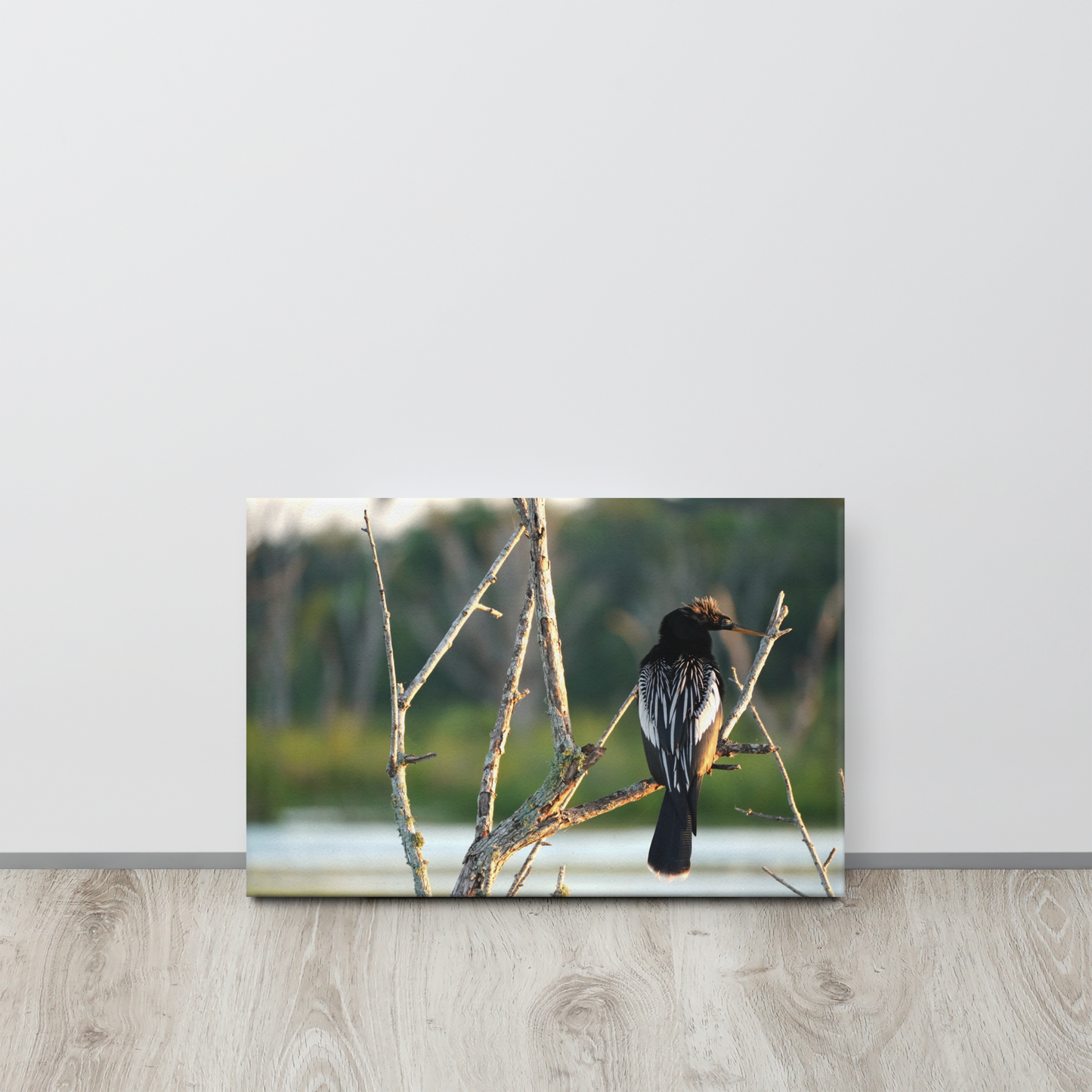 "Anhinga Morning Light" Thin canvas