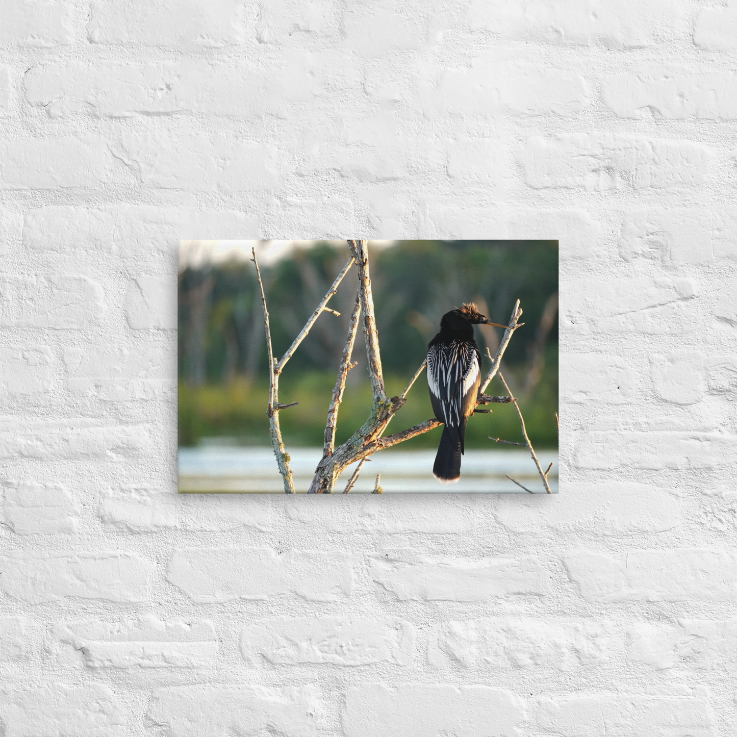 "Anhinga Morning Light" Thin canvas