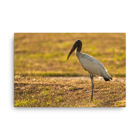 "Good Morning Wood Stork" Thin canvas