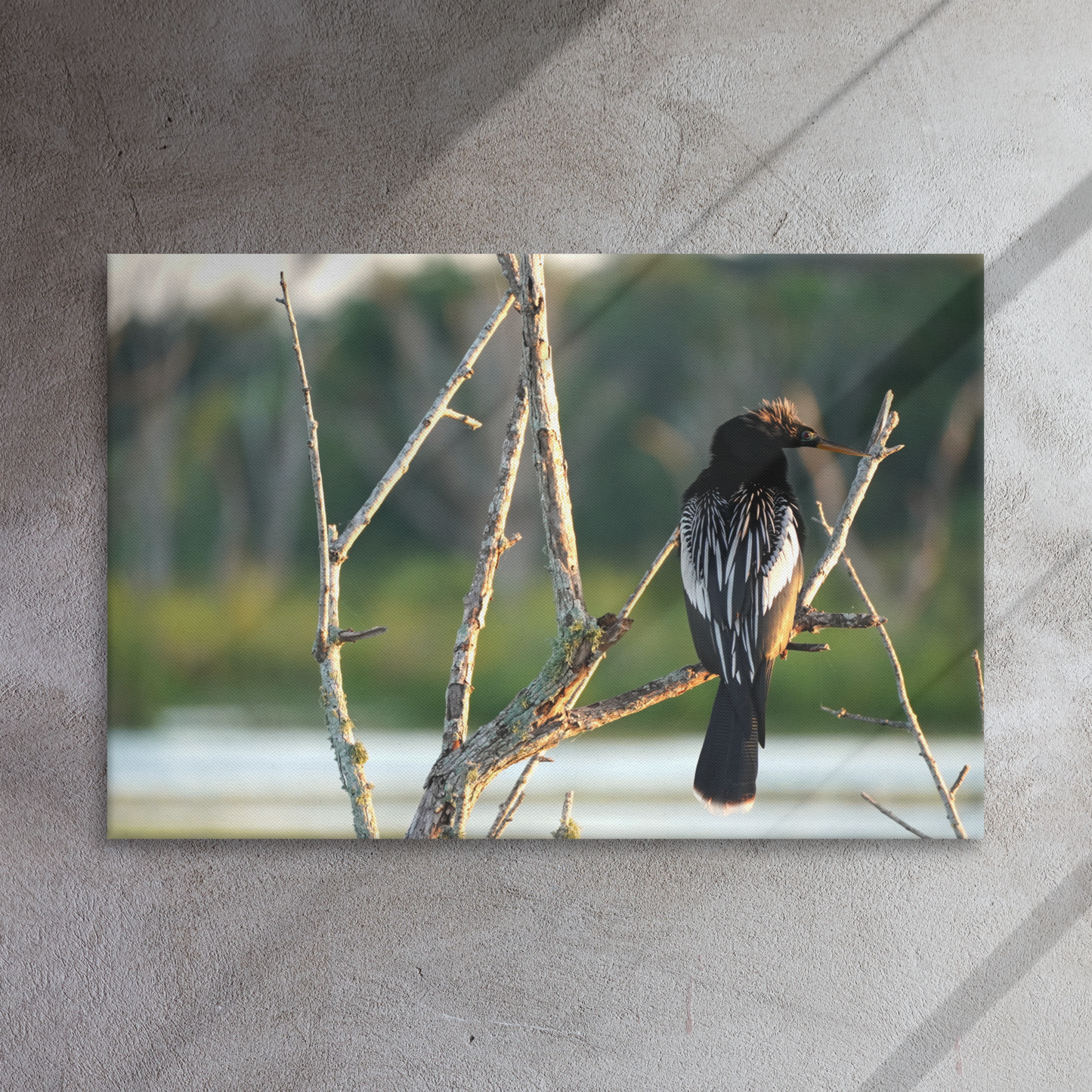 "Anhinga Morning Light" Thin canvas