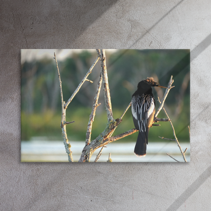 "Anhinga Morning Light" Thin canvas
