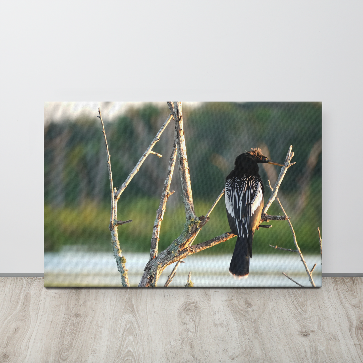 "Anhinga Morning Light" Thin canvas