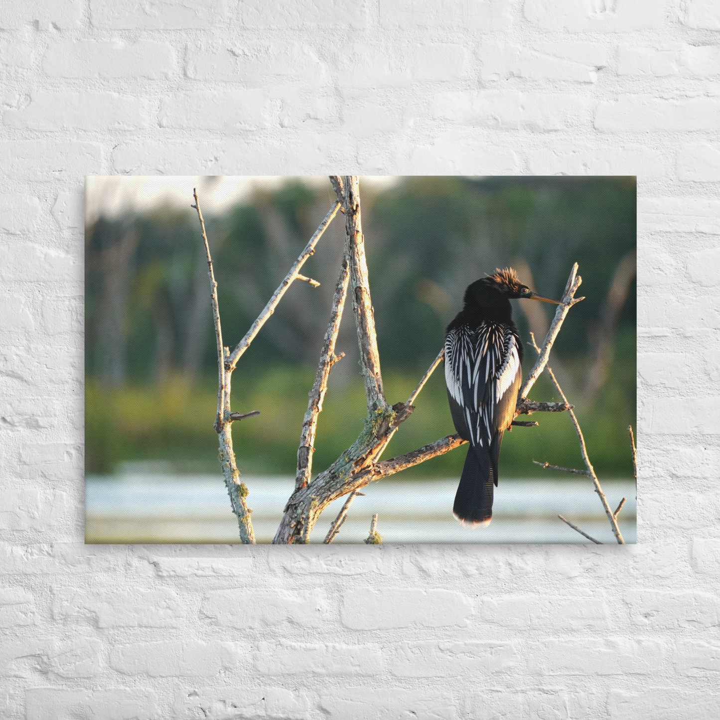 "Anhinga Morning Light" Thin canvas