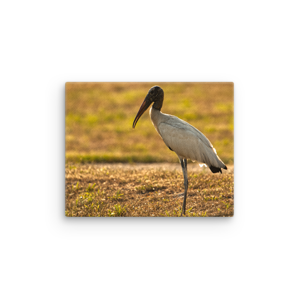 "Good Morning Wood Stork" Thin canvas