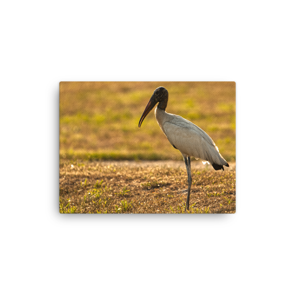 "Good Morning Wood Stork" Thin canvas